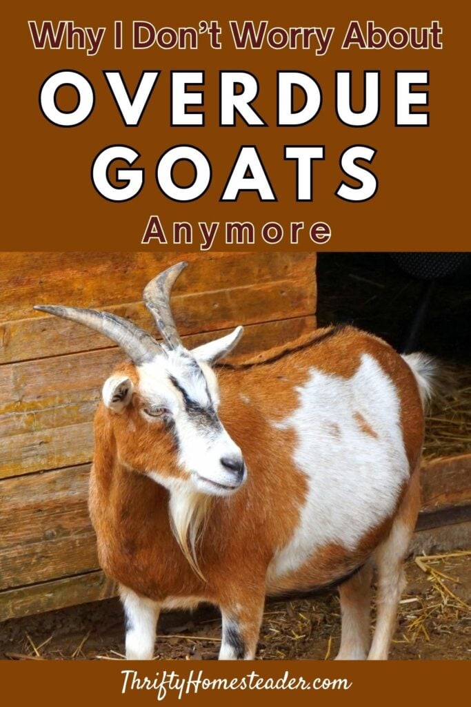Why I don't worry about overdue goats anymore pin