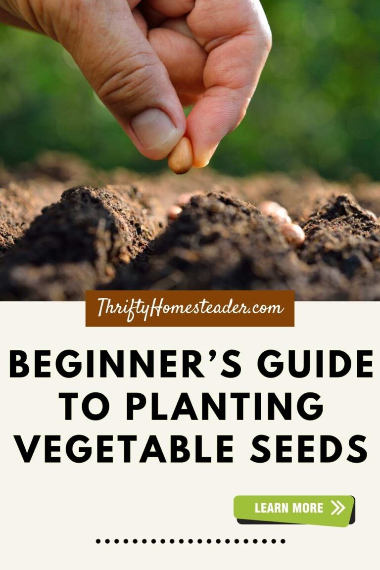 HOW TO PLANT VEGETABLES SEEDS visual data 7