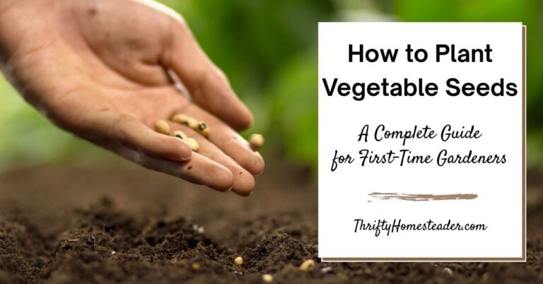 HOW TO PLANT VEGETABLES SEEDS visual data 8