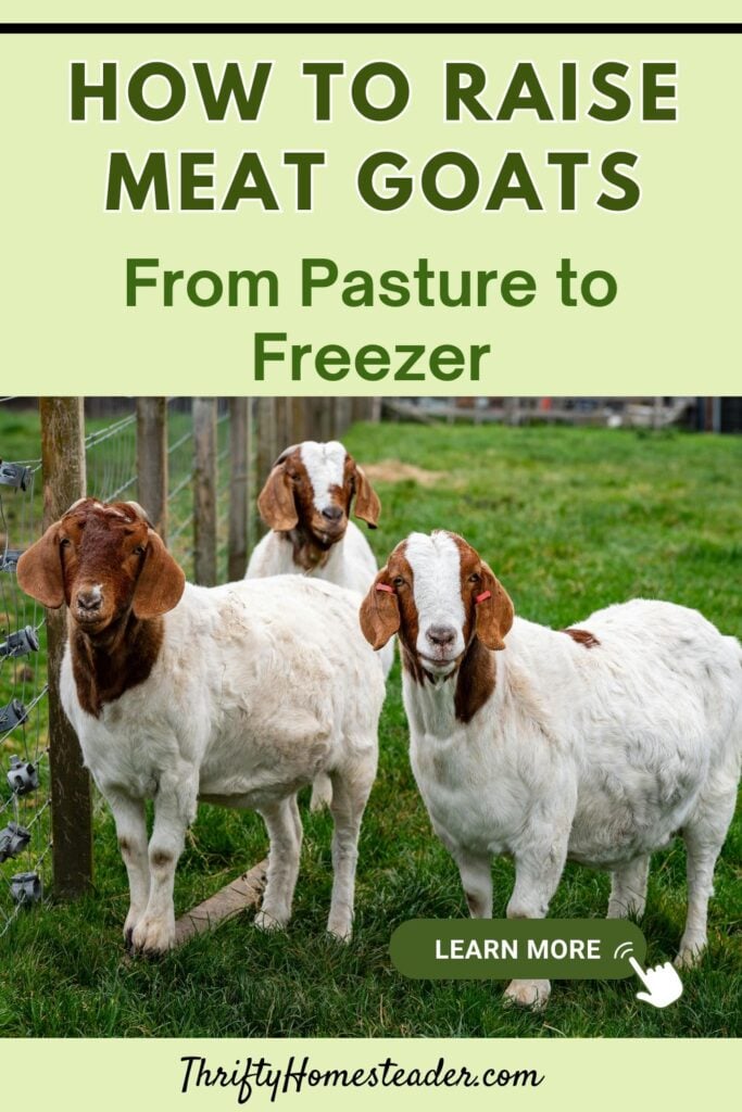 How to Raise Meat Goats pin