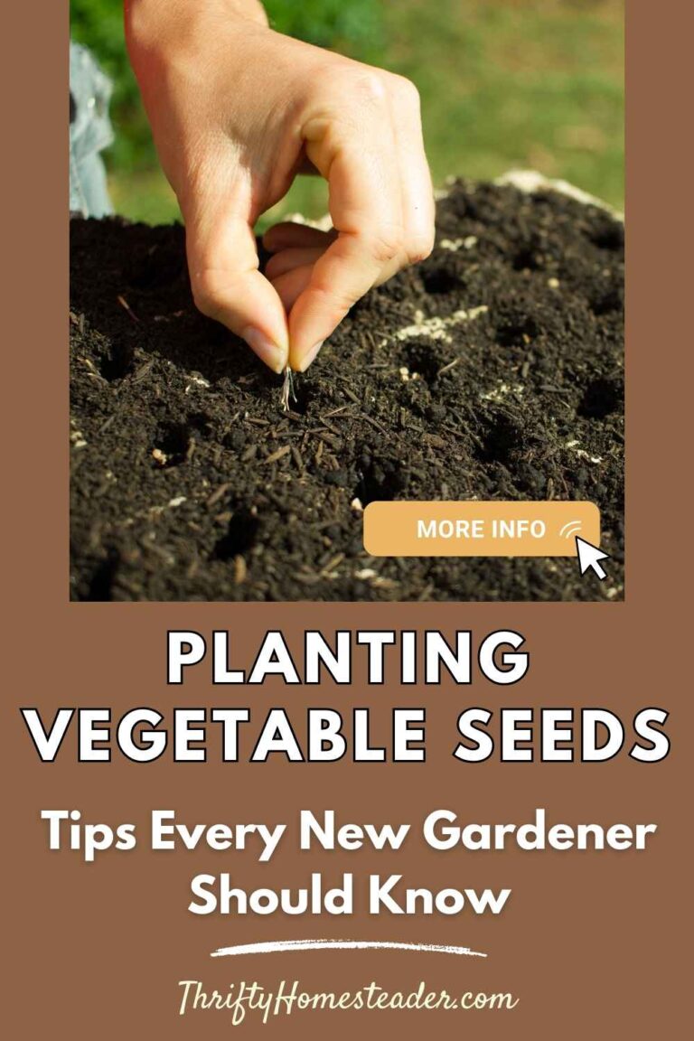 HOW TO PLANT VEGETABLES SEEDS visual data 5