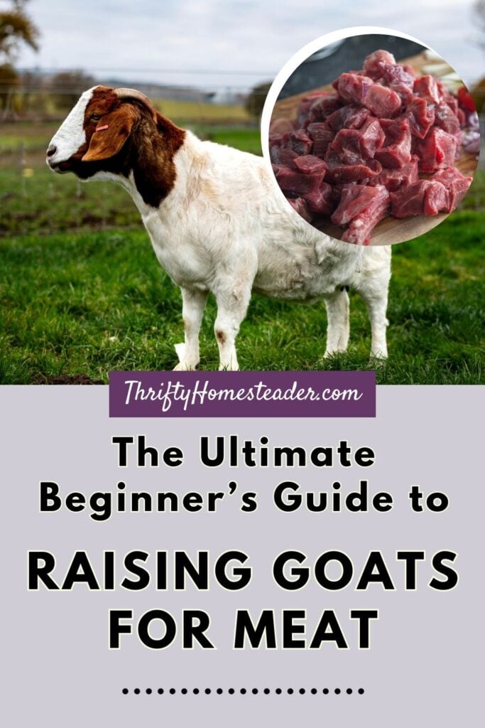 Raising Goats for Meat pin