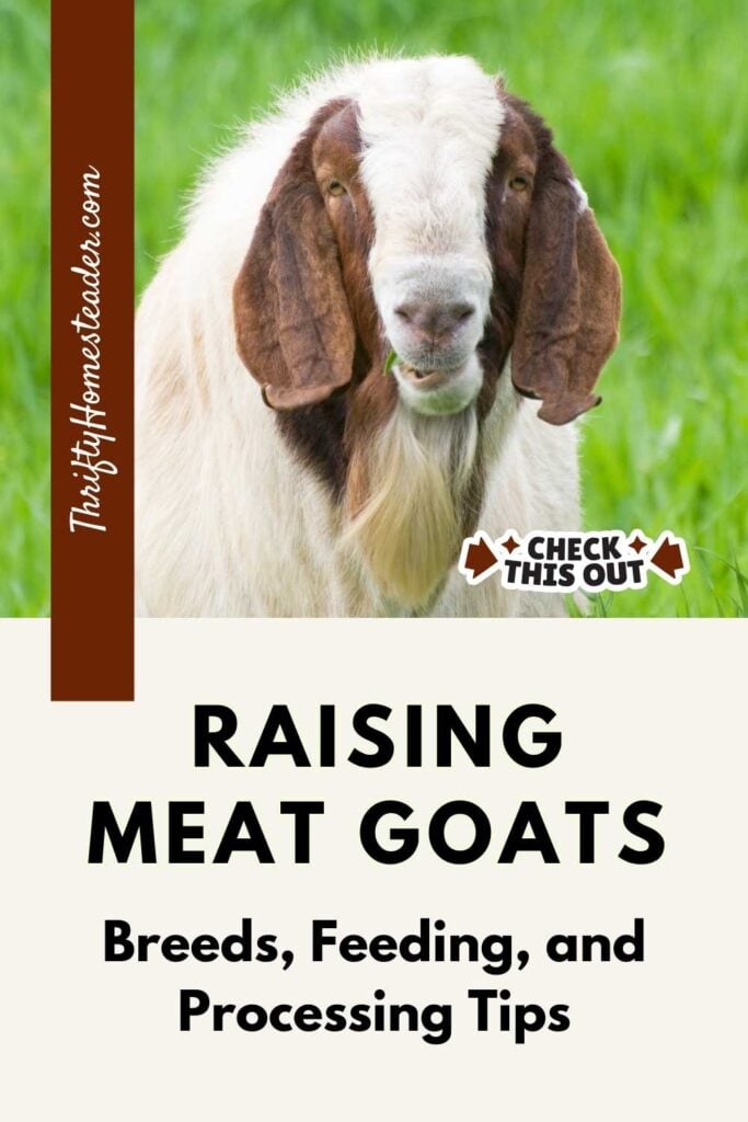 Raising Meat Goats pin