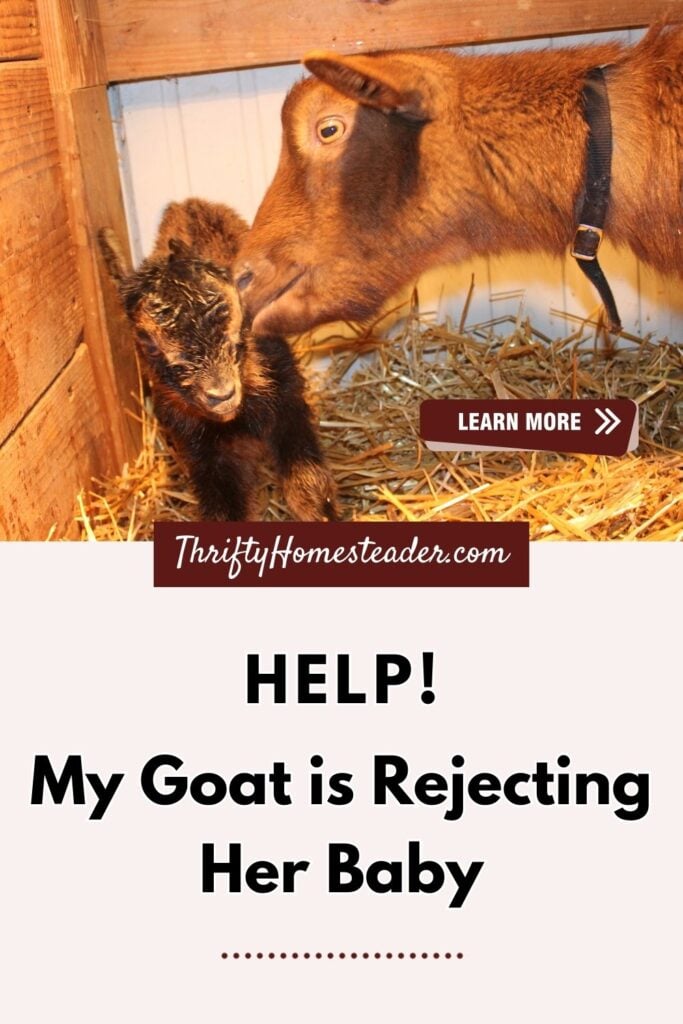 When a Doe Rejects Her Kid How to Encourage Re-Bonding pin