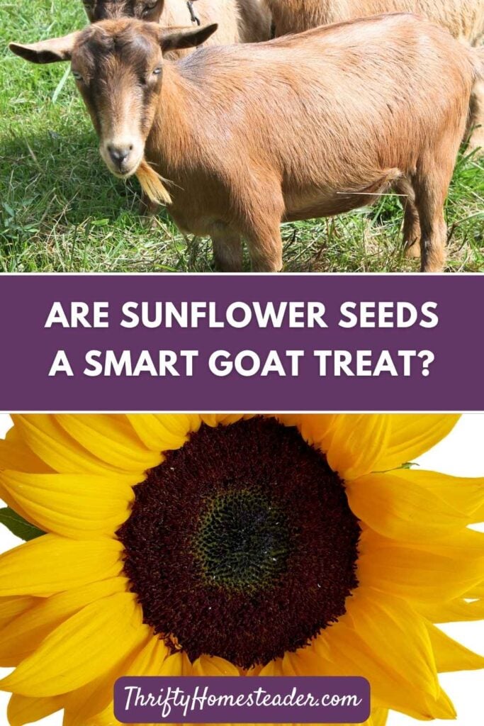 Are Sunflower Seeds a Smart Goat Treat