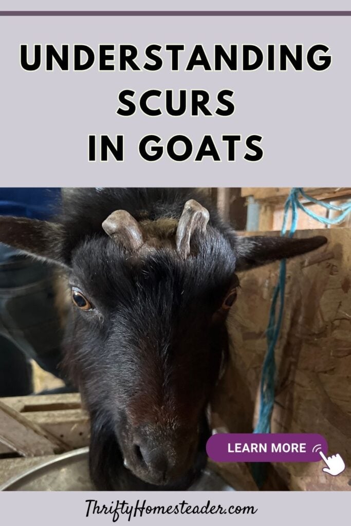 Understanding Scurs in Goats pin
