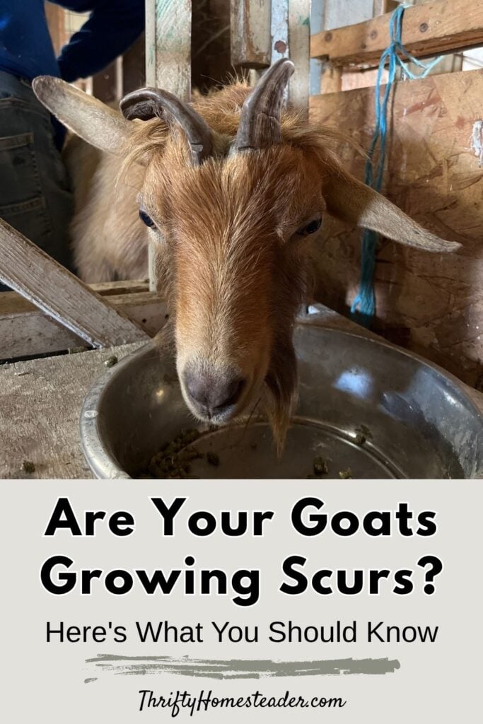Are Your Goats Growing Scurs pin
