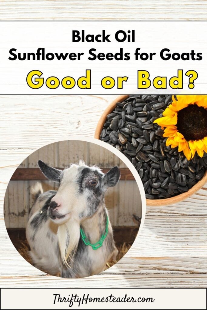 Black Oil Sunflower Seeds for Goats