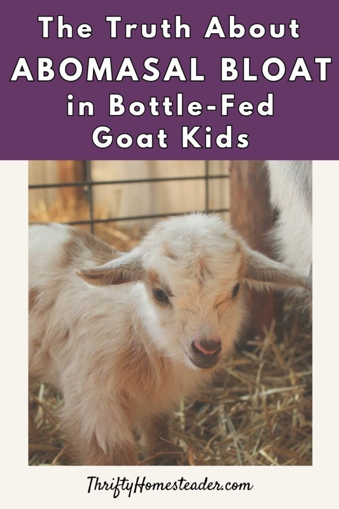 The Truth About Abomasal Bloat in Bottle-Fed Goat Kids pin