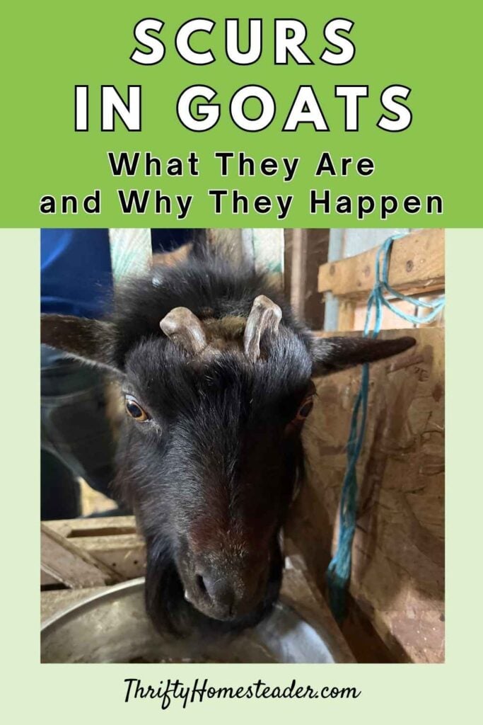 Scurs in Goats What They Are and Why They Happen pin