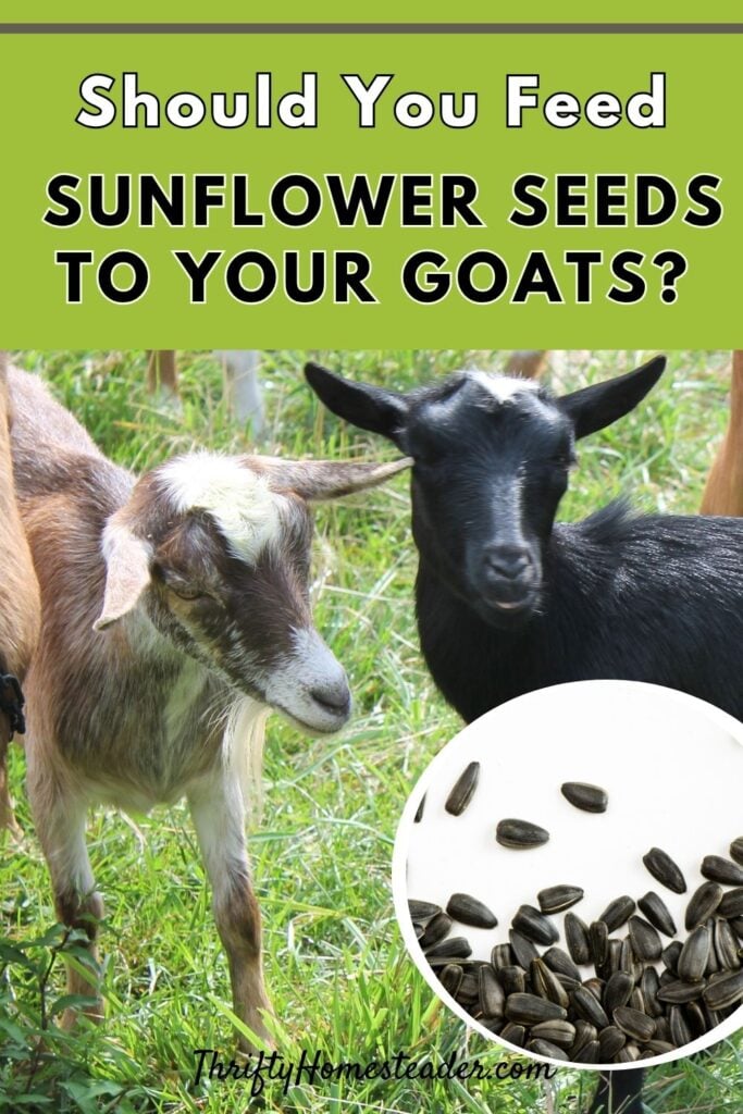 Should You Feed Sunflower Seeds to Your Goats