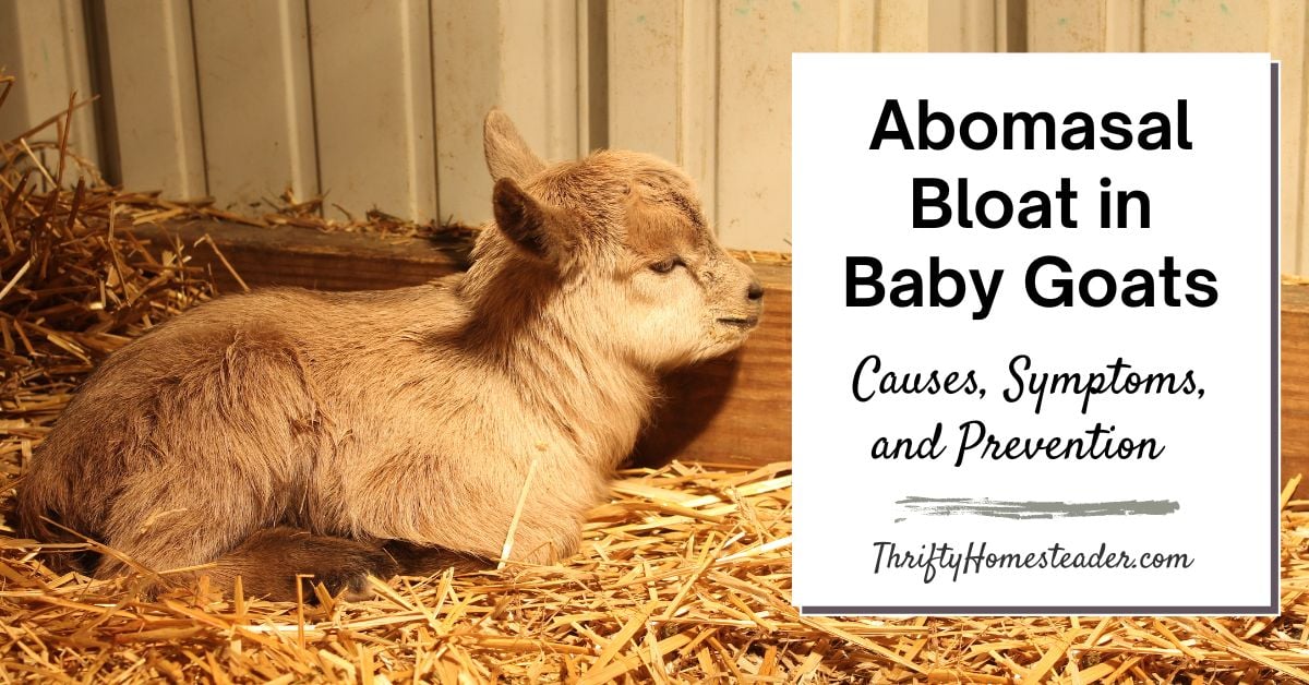 Abomasal Bloat in Baby Goats featured image