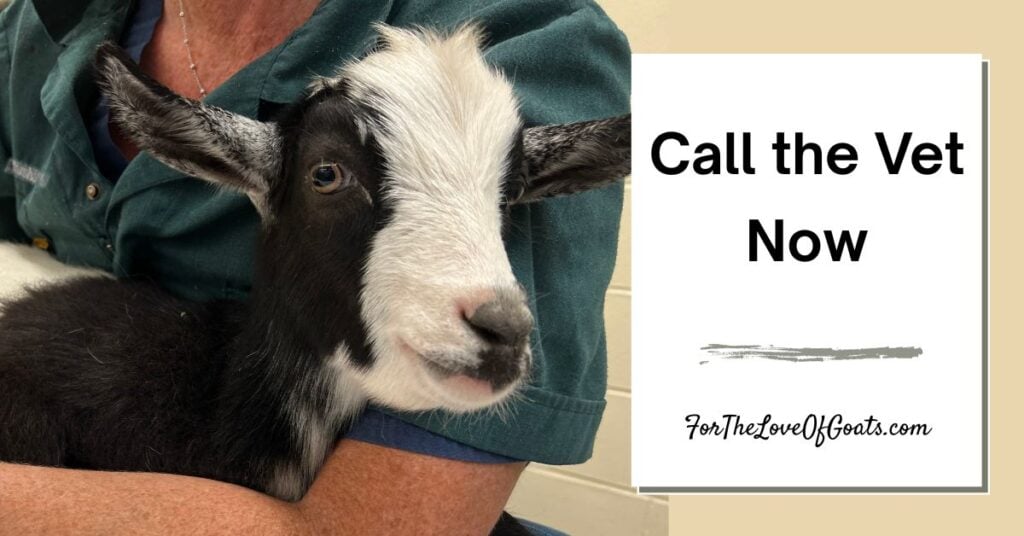 Call the Vet Now featured image
