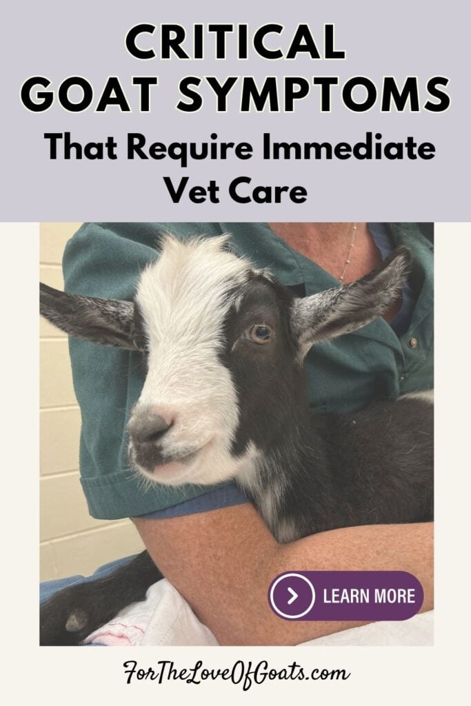 Critical Goat Symptoms That Require Immediate Vet Care pin