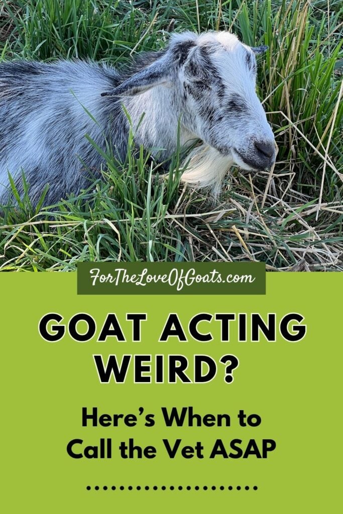 Goat Acting Weird_ Here’s When to Call the Vet ASAP