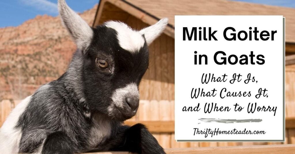 Milk Goiter in Goats featured image