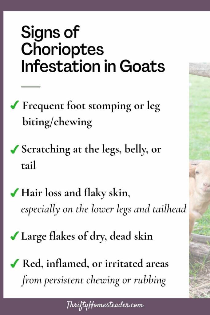 Signs of Chorioptes Infestation in Goats