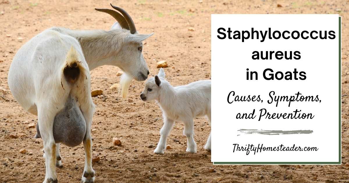 Staphylococcus aureus in Goats featured image