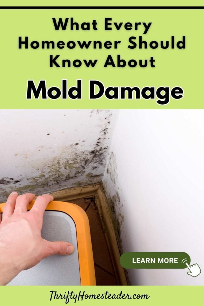 What Every Homeowner Should Know About Mold Damage