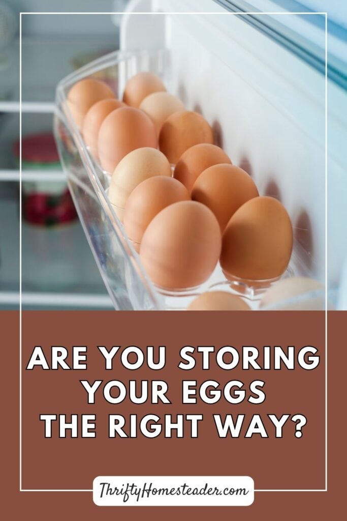 Are You Storing Your Eggs the Right Way