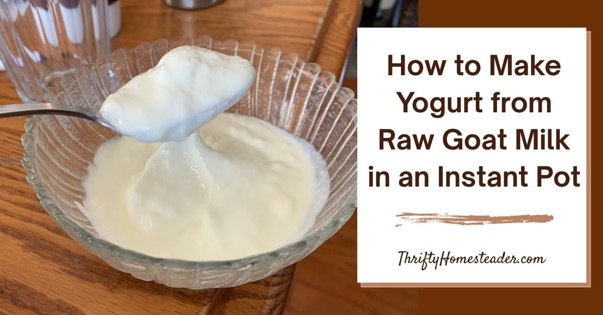 How to Make Yogurt from Raw Goat Milk in an Instant Pot_featured image
