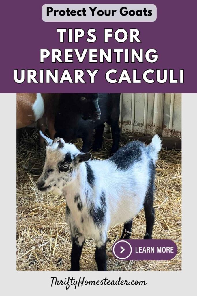 Protect Your Goats Tips for Preventing Urinary Calculi