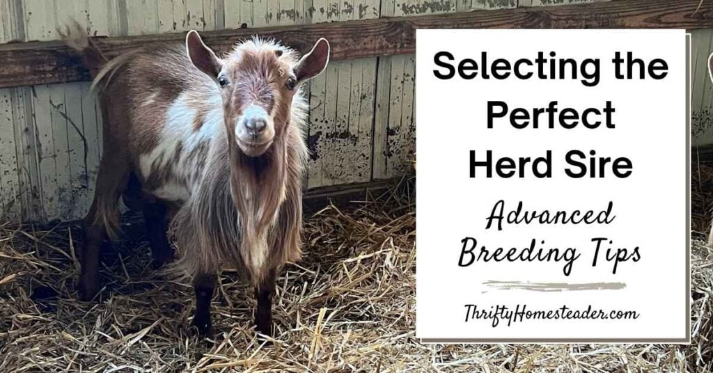 Selecting the Perfect Herd Sire featured image