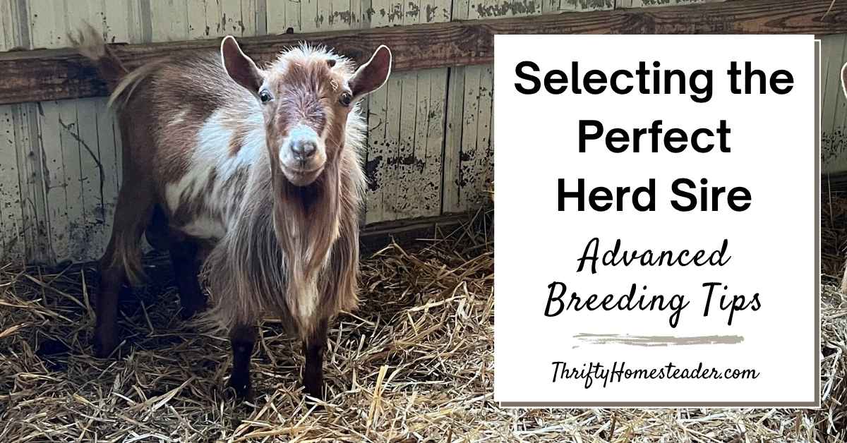 Selecting the Perfect Herd Sire featured image