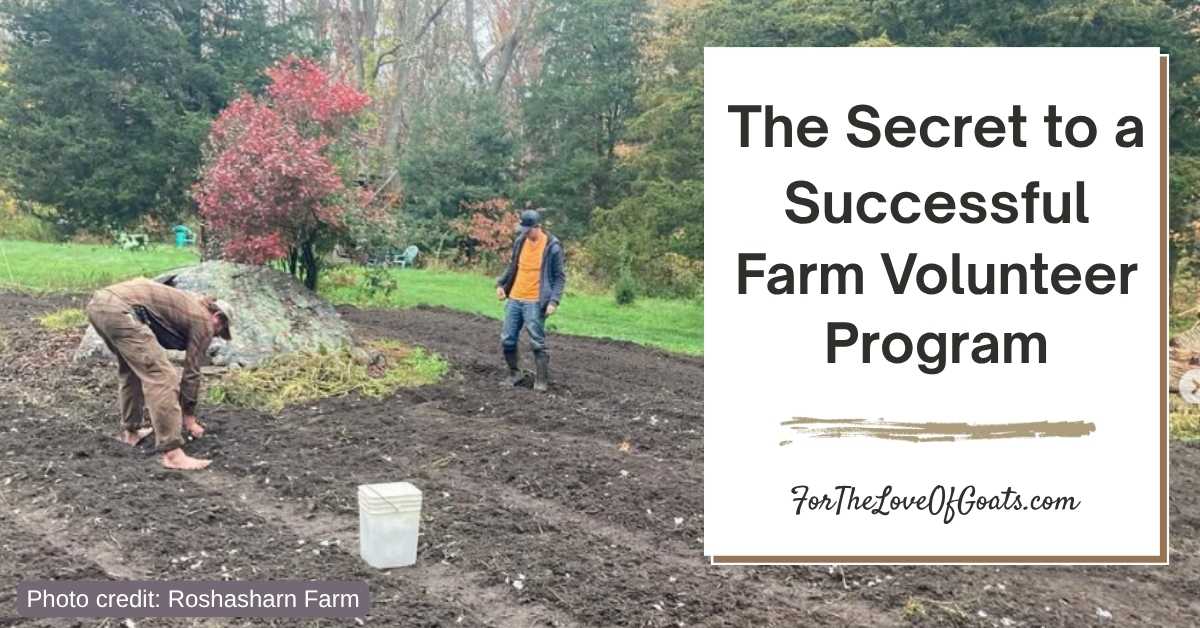 Volunteers on goat farms featured image