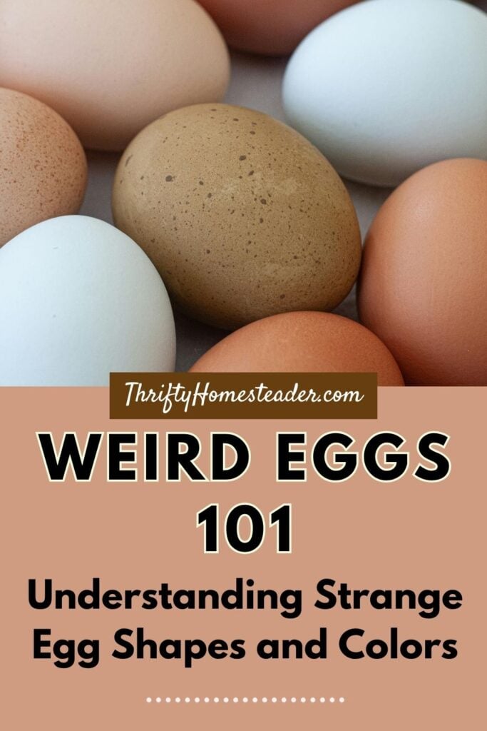 Weird Eggs 101