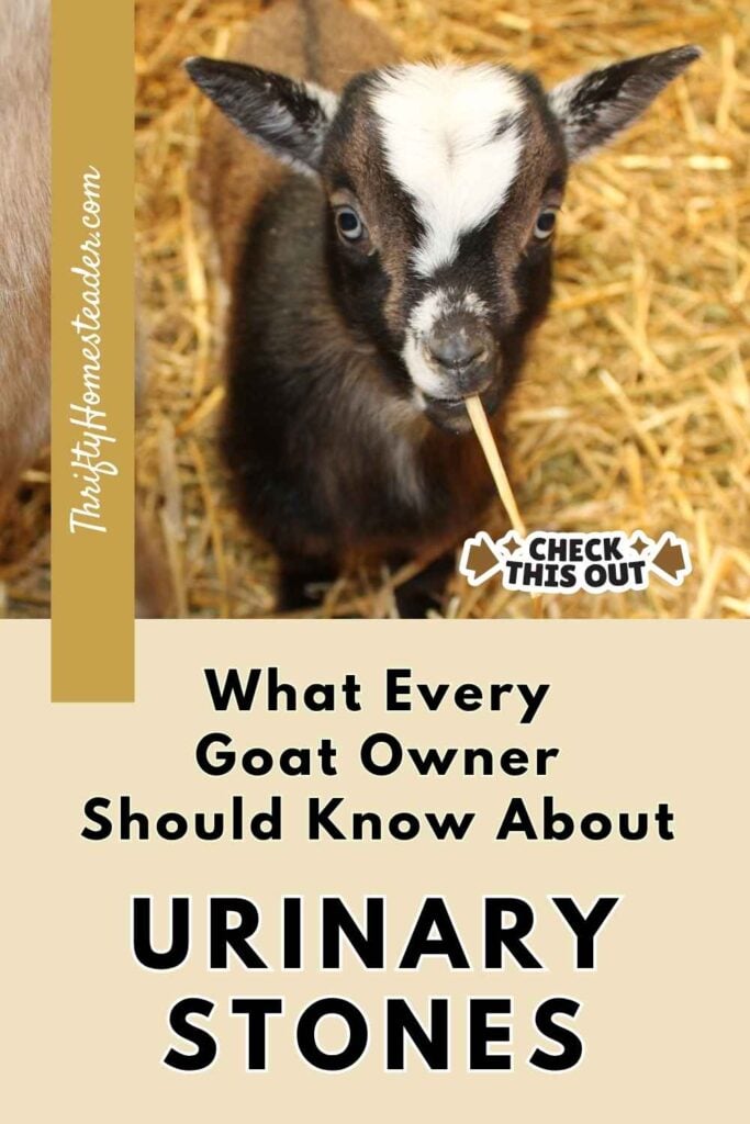 What Every Goat Owner Should Know About Urinary Stones