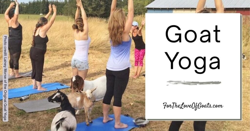 Episode 166 - Goat Yoga: A Story of Connection, Calm, and Cuddly Goats