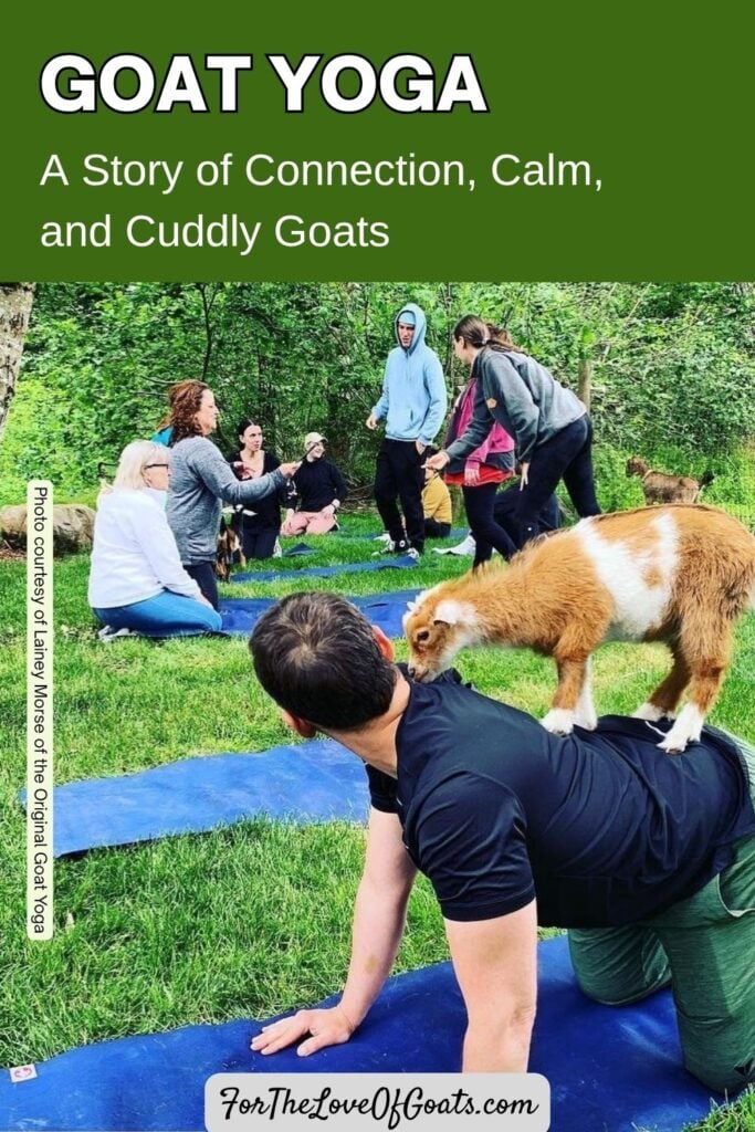 Goat Yoga: A Story of Connection, Calm, and Cuddly Goats