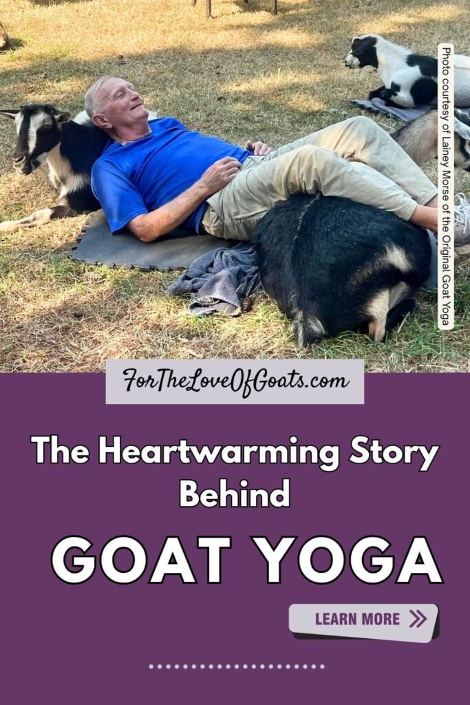 The Heartwarming Story Behind Goat Yoga