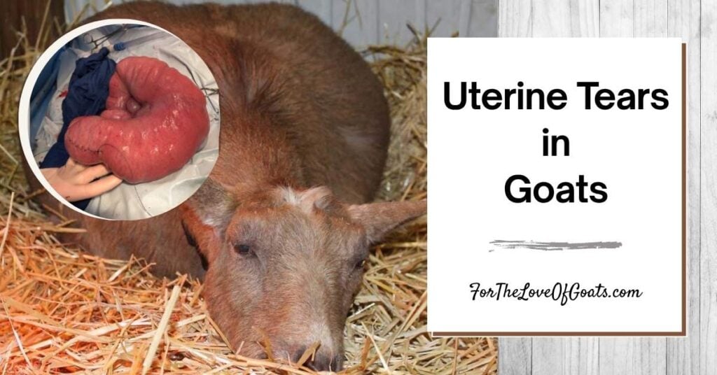 Uterine Tears in Goats featured image