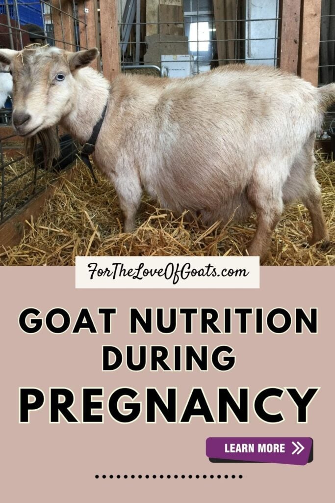 Goat Nutrition During Pregnancy