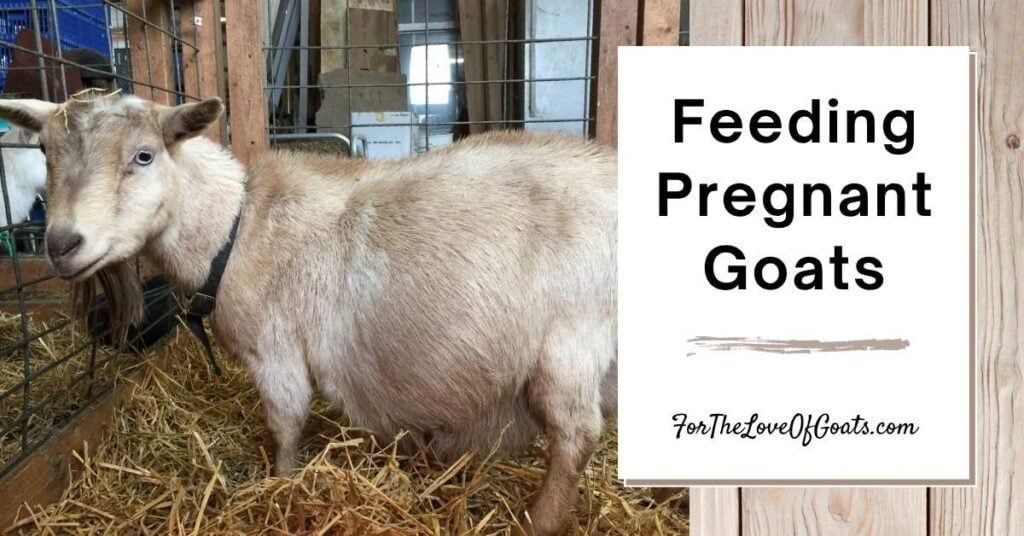 What to Feed a Pregnant Goat featured image