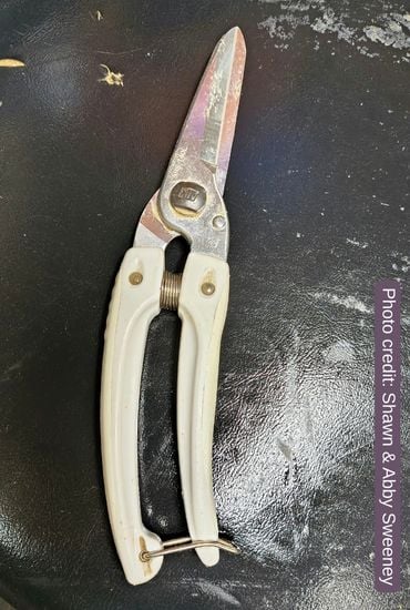 Hoofing Trimmer_Shawn & Abby Sweeney