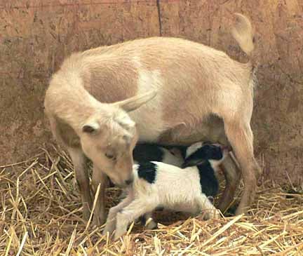 Cicada's bucks nursing