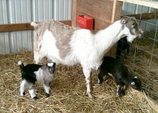 Clare and her two kids