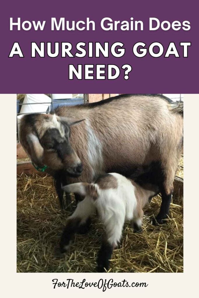 How Much Grain Does a Nursing Goat Need