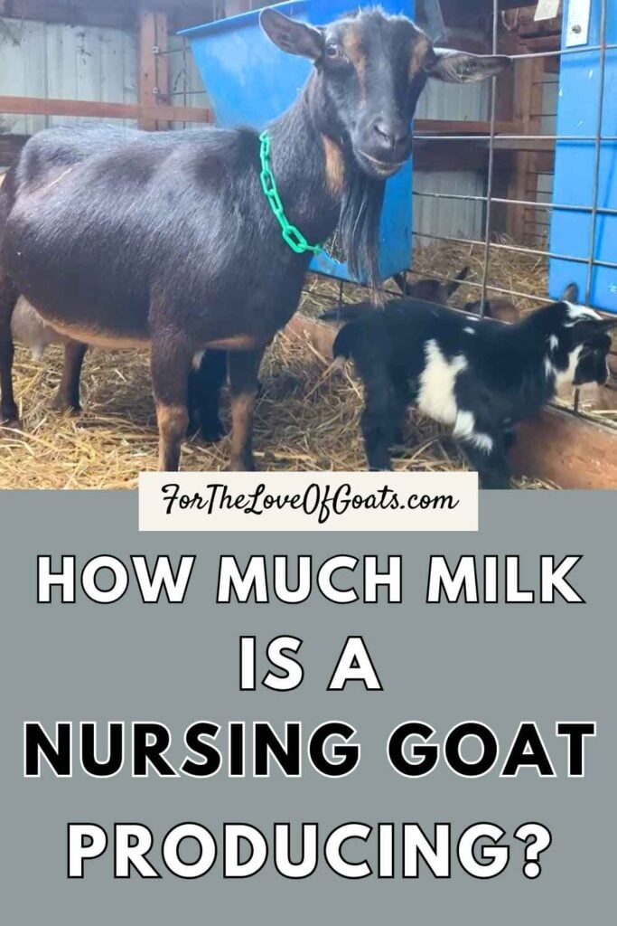 How much milk is a nursing goat producing