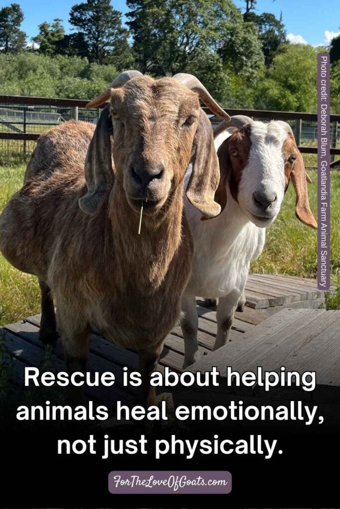 Rescue is about helping animals heal