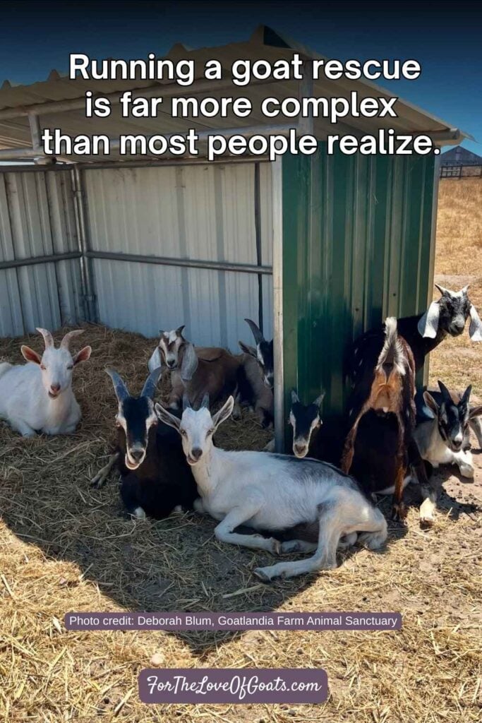 Running a goat rescue is far more complex than most people realize