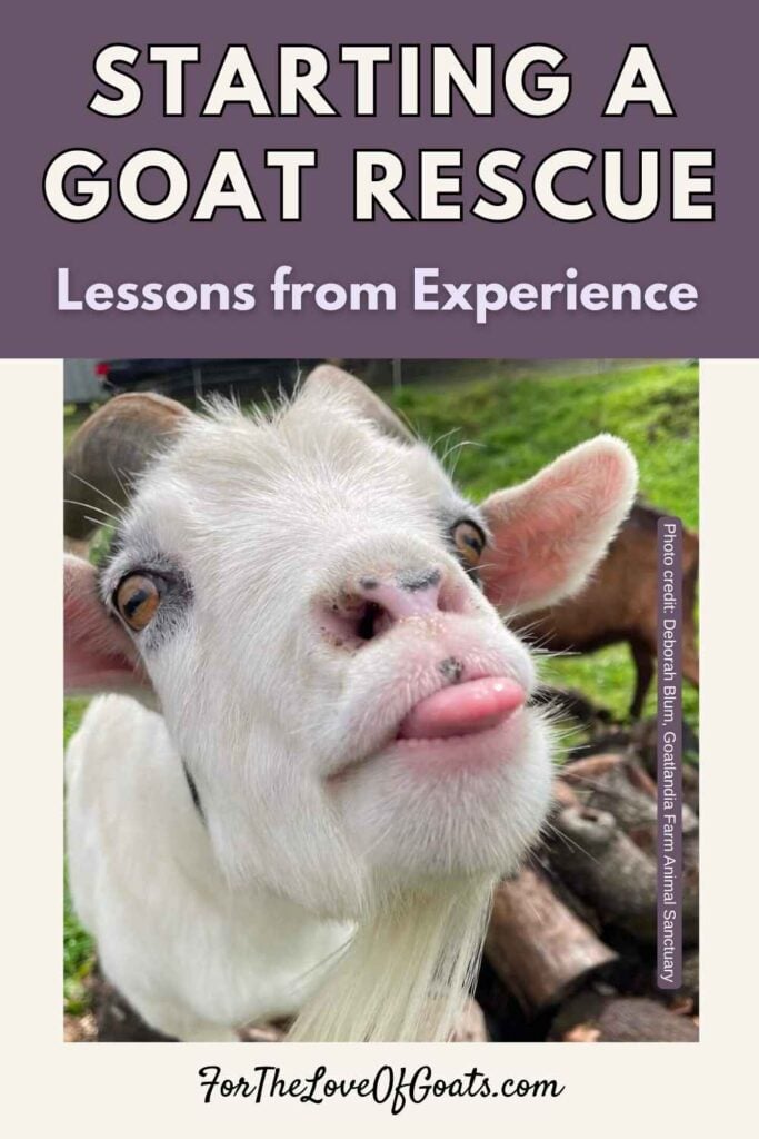 Starting a Goat Rescue Lessons from Experience
