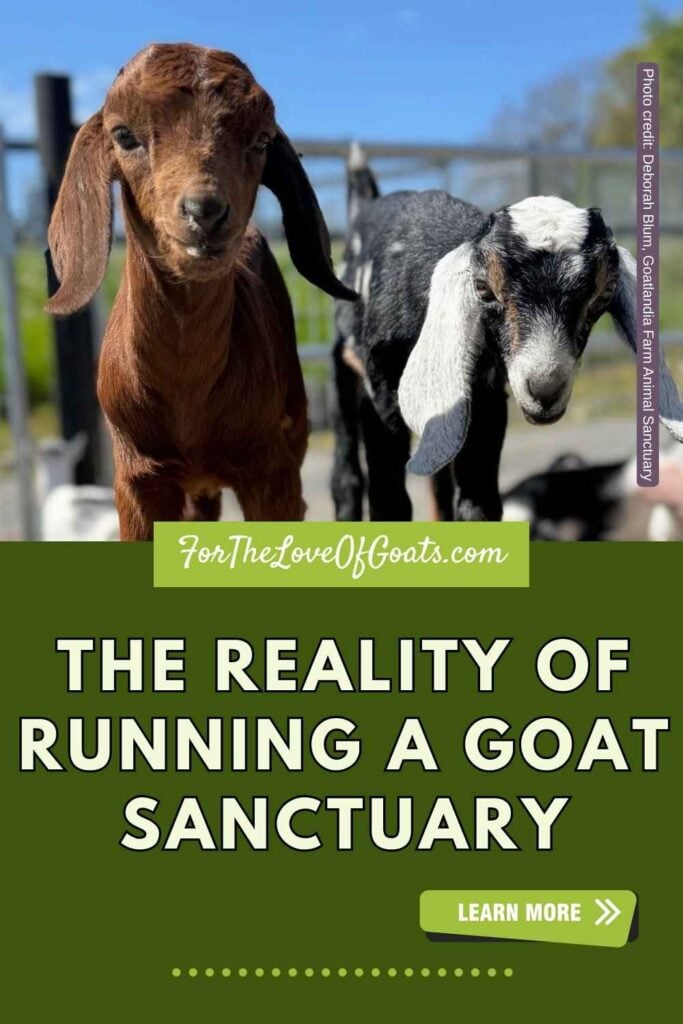 The Reality of Running a Goat Sanctuary