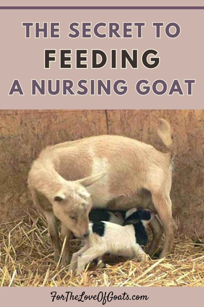 The Secret to Feeding a Nursing Goat