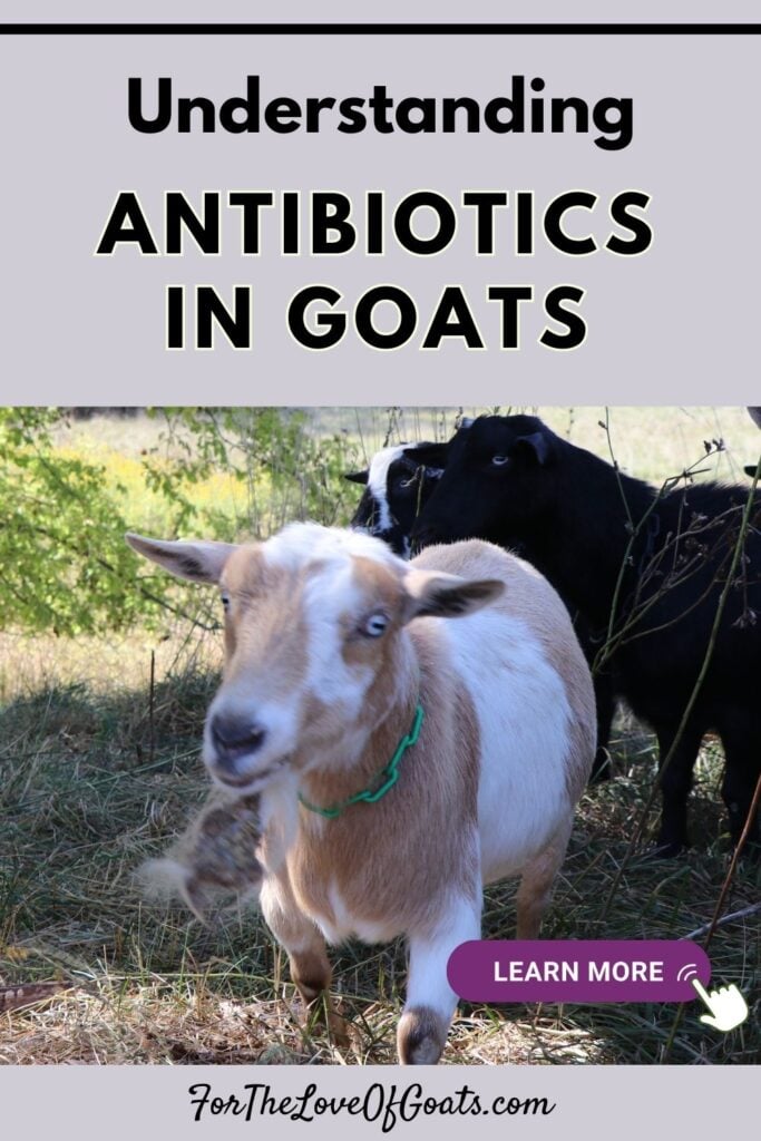Understanding Antibiotics in Goats