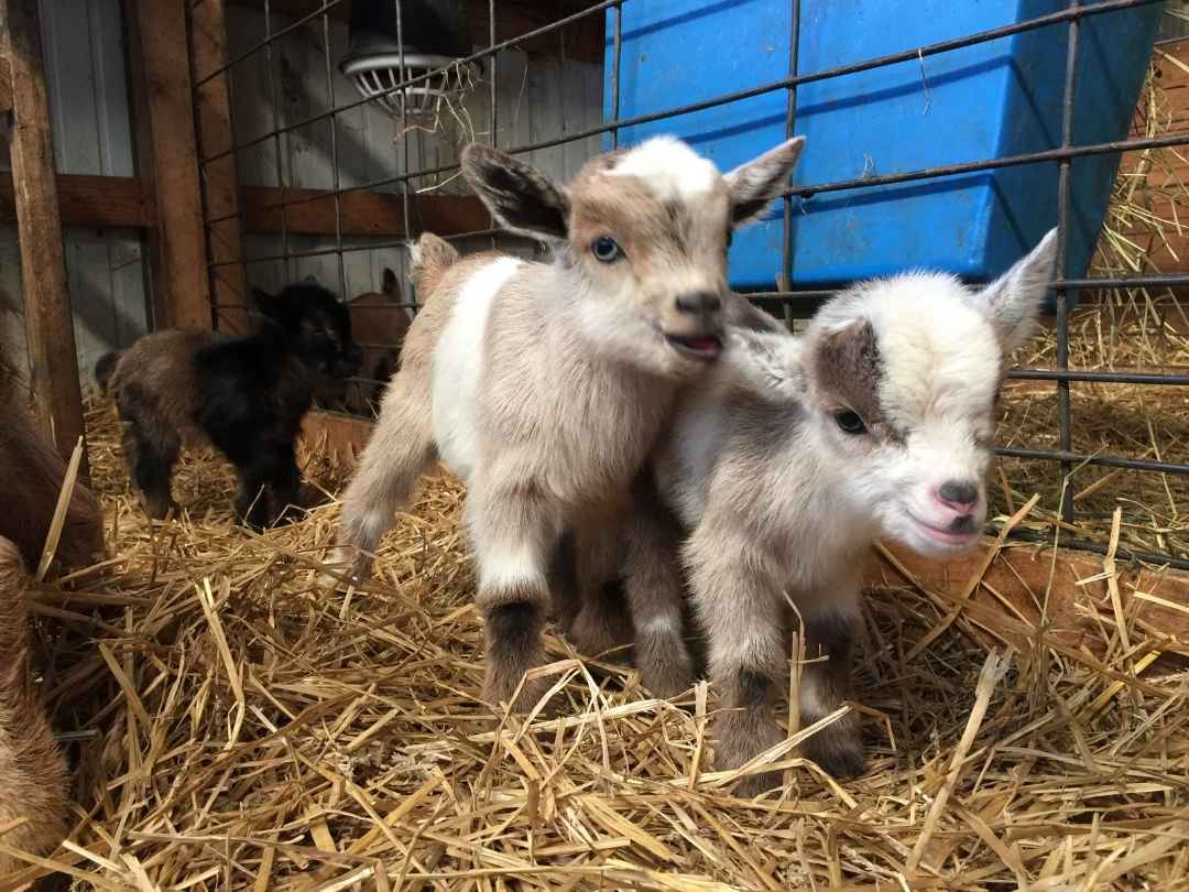 baby goats
