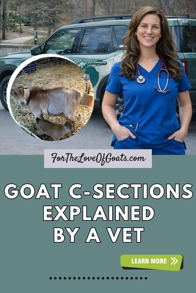 Goat C-Sections Explained by a Vet